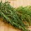 Thyme Herb Info