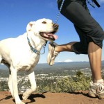 2-exercise-with-your-dog