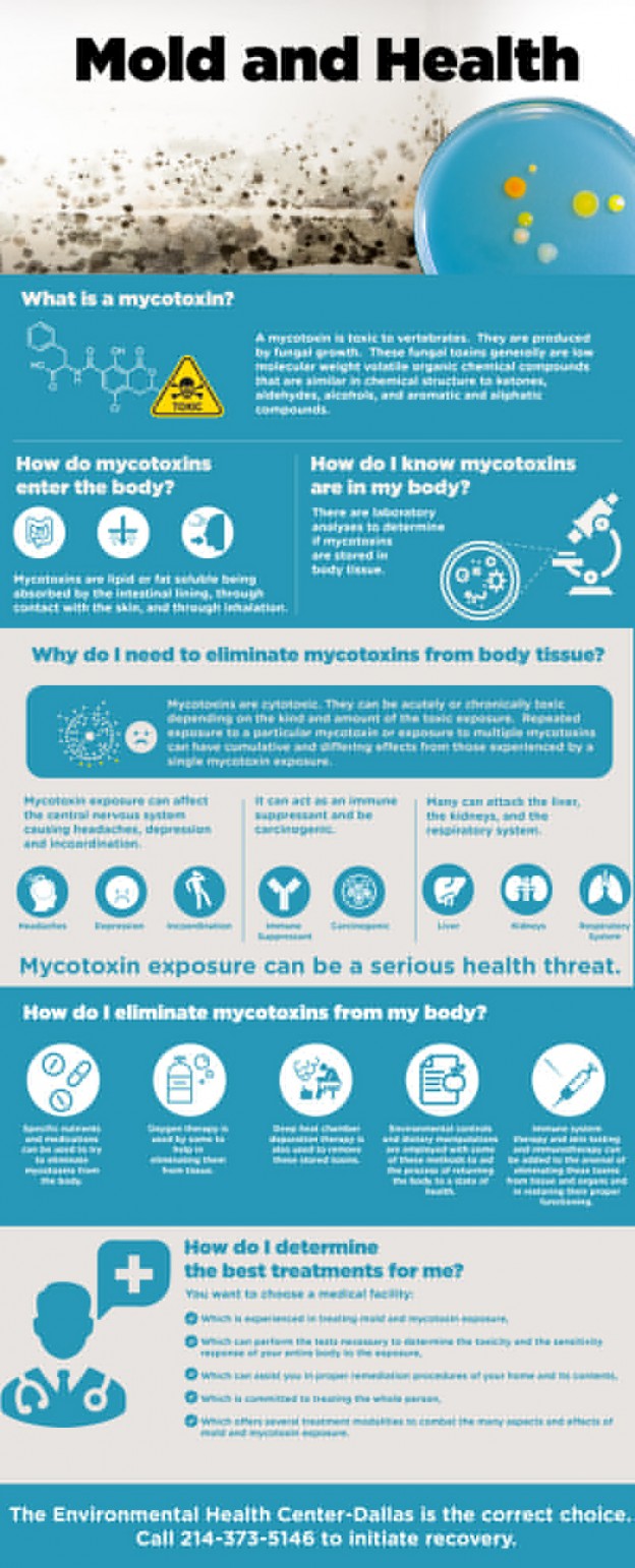 Everything You Need To Know About Mold