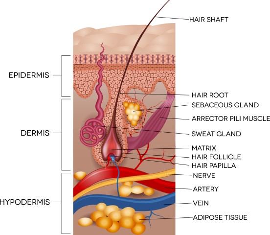 Strengthens roots and hair shaft