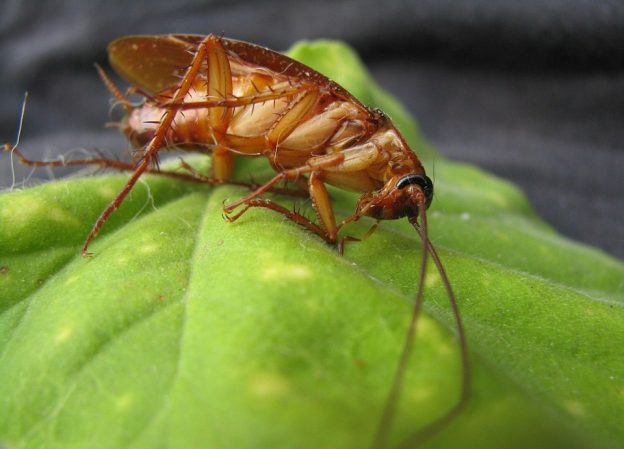 Best Tips And Treatments For Flies