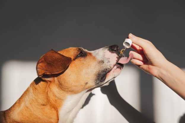 Best Supplements For Your Furry Friend